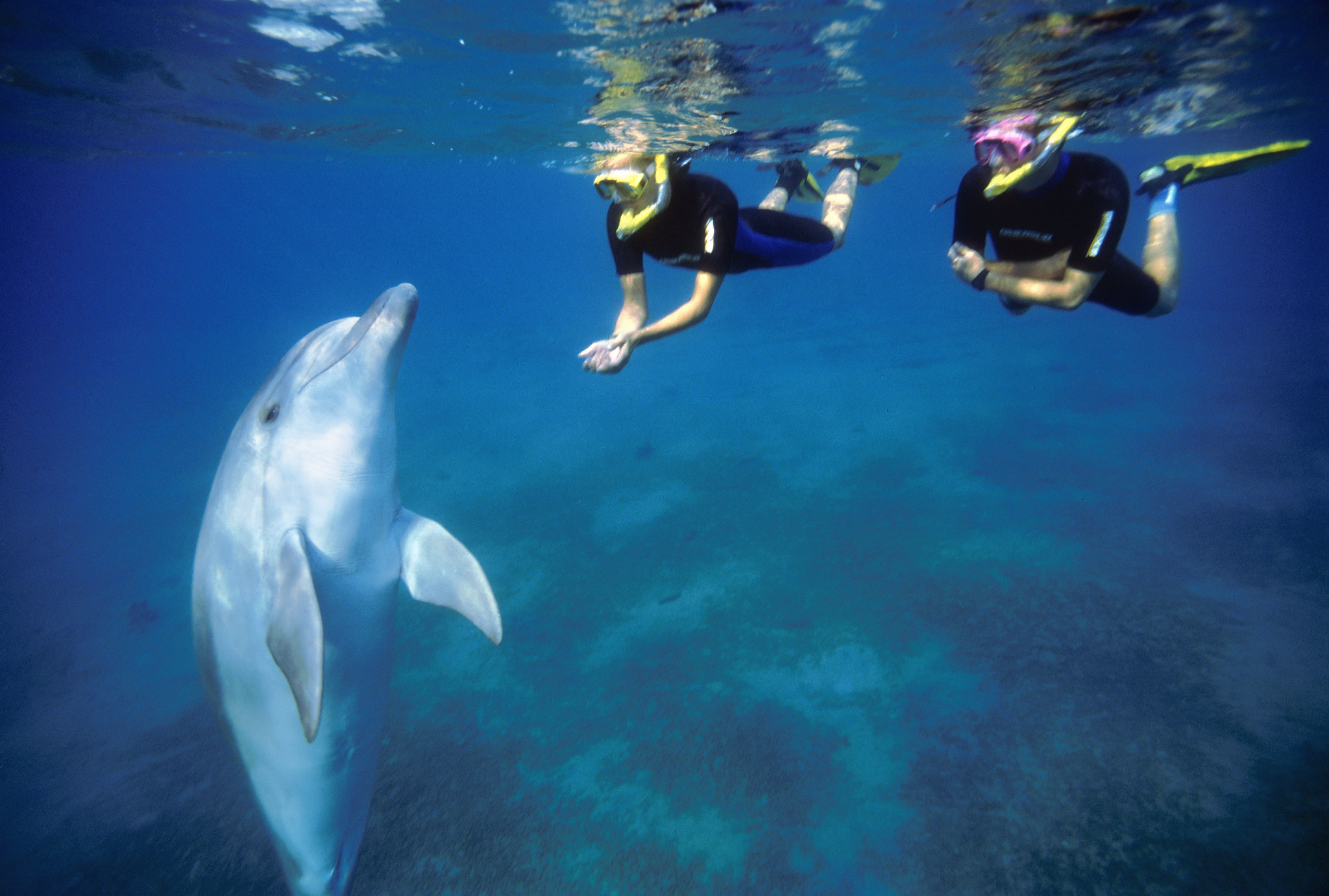 Dolphin Reef